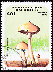 Image showing Benin Postage Stamp Psilocybin, Psychedelic Mushroom, Psilocybe 