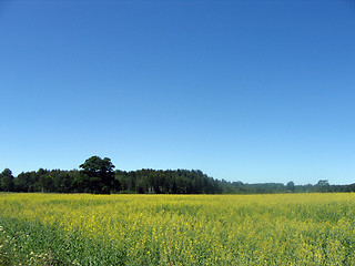 Image showing GOLDEN CANOLA FIELD