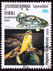 Image showing Canceled Cambodian Postage Stamp Amboina Box Turtle Cuora Amboin