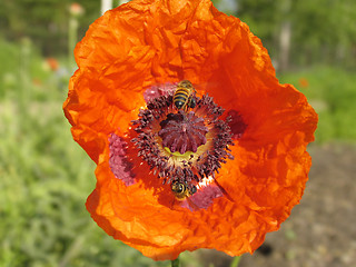 Image showing Poppy and the bee. The close-up of poppy flower pollinated by bee.