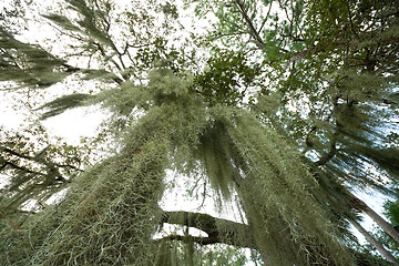 Image showing Spanish Moss Hanging From Tree Wide Angle Lens