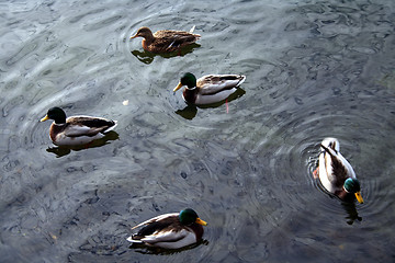 Image showing Ducks #2