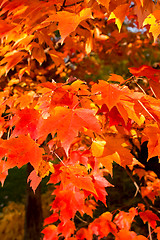 Image showing Full Frame Bunch Orange Autumn Maple Leaves Tree