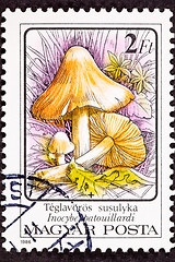 Image showing Inocybe Erubescen/Patouillardi Poisonous Mushroom