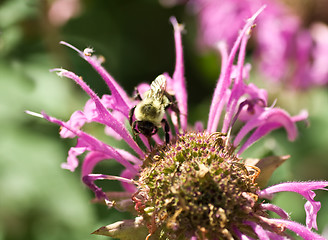 Image showing Bumble Bee Pollinating Pink Bee Balm Flower Genus Monarda