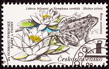 Image showing Czechselovakian Postage Stamp Edible Frog, Pelophylax esculentus