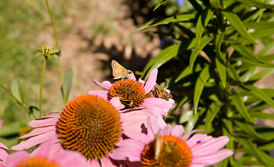 Image showing Crossline Skipper Butterfly polites origenes Pink 'Magnus' Echin