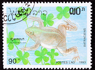 Image showing Canceled Laotian Postage Stamp Swimming Frog Muller's Platanna, 