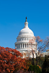 Image showing Autumn at the U.S. Capital Building Washington DC Red Leaves