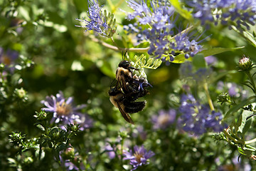 Image showing Bumble Bees Mating on Purple Astor Flowers