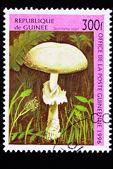 Image showing Guinea Postage Stamp Destroying Angel Mushroom Amanita Virosa, O