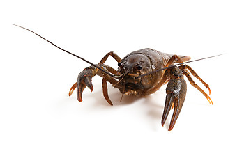 Image showing Crawfish on white background