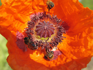 Image showing Poppy and the bee. The close-up of poppy flower pollinated by bee