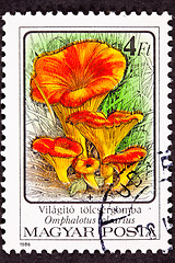 Image showing Orange Omphalotus Olearius Jack o'Lantern Mushroom