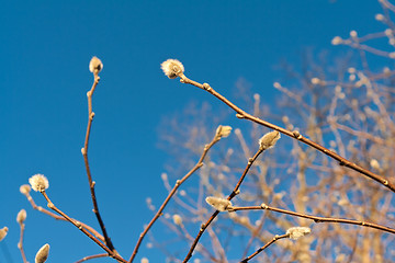 Image showing Early Spring Fuzzy Willow Buds on Tree Branches