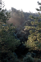 Image showing Sunlight Ray Morning Pine Tree Forest NM
