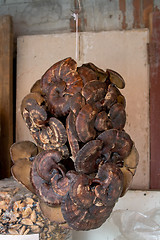 Image showing Tree Fungus Mushrooms, Hanging in Market Stall, Guangzhou, China