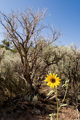 Image showing Helianthus Sunflower Sagebrush New Mexico Desert