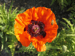 Image showing Poppy and the bee. The close-up of poppy flower pollinated by bee.