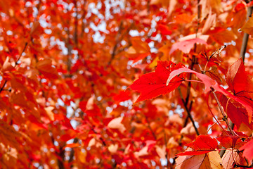 Image showing Full Frame Field of Orange Autumn Maple Leaves on Trees