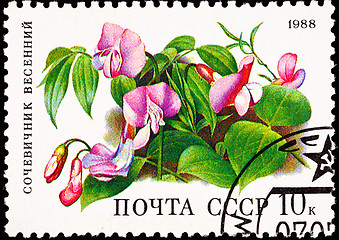 Image showing Soviet Russia Post Stamp Spring Vetchling Lathyrus Vernus Orobus