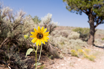 Image showing Helianthus Sunflower Sagebrush Desert New Mexico