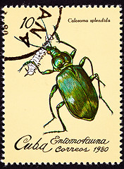 Image showing Canceled Cuban Postage Stamp Metallic Green Beetle Calosoma Sple