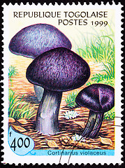 Image showing Canceled Togo Postage Stamp Fungus Violet Webcap Mushroom Cortin