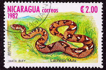 Image showing Canceled Nicaraguan Postage Stamp Bushmaster Snake Venomous Pitv