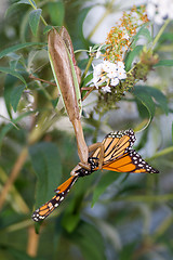 Image showing Upside down Praying Mantis Eating Monarch Butterfly