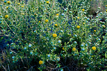 Image showing Curlycup Gumweed Grindelia Squarrosa NM USA