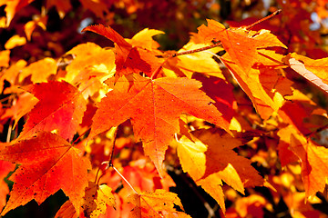 Image showing Full Frame Bunch Orange Autumn Maple Leaves Tree