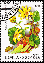 Image showing Soviet Russia Stamp Yellow Lesser Celandine Ranunculus Ficaria