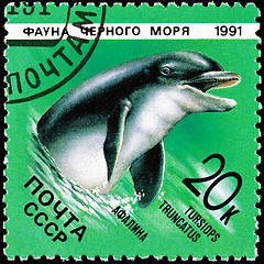 Image showing Post Stamp Bottlenose Dolphin Tursiops Truncatus