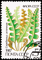 Image showing Russia Postage Stamp Hart's-Tongue Fern, Asplenium Scolopendrium