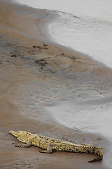 Image showing Crocodile at the riverbank