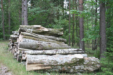 Image showing A stack of trees