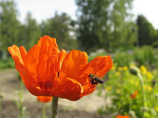 Image showing Poppy and the bee. The close-up of poppy flower pollinated by bee.