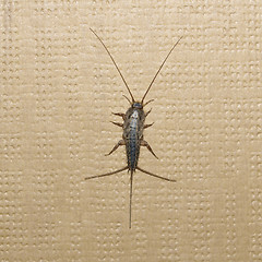 Image showing Firebrat insect