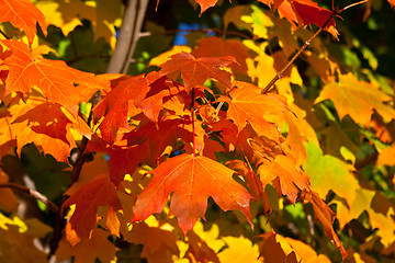 Image showing Orange, Red, Yellow Maple Leaves on Tree Fall Autumn