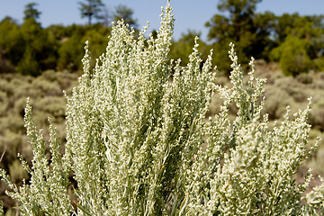 Image showing Closeup Silver Green Sagebrush High Desert NM USA