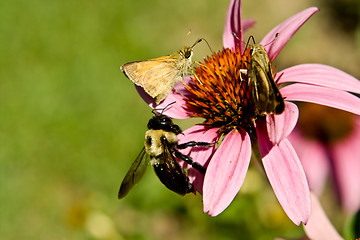 Image showing Crossline Skipper Butterfly Bumblebee Flower 'Magnus' Echinacea 