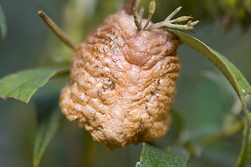 Image showing Macro Of Praying Mantis Egg Case Ootheca, Foam    