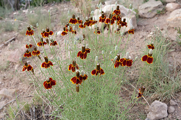 Image showing Mexican Hat Flower Ratibida Dry Hillside NM