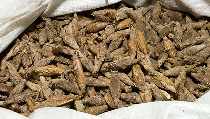 Image showing Sack Caterpillars in Brown Cocoons Pet Market Shanghai China 