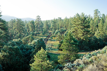 Image showing Cold Sunrise in Pine Forest Taos New Mexico USA