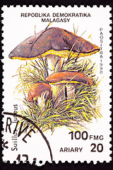 Image showing Canceled Madagascar Postage Stamp Clump Slippery Jack Mushrooms,