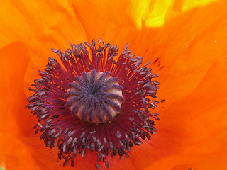 Image showing Red poppy. The close-up of poppy flower.