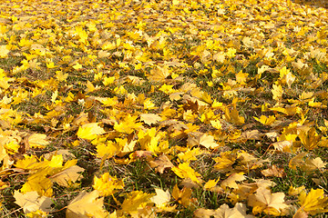 Image showing Full Frame Bunch Yellow Autumn Maple Leaves Ground