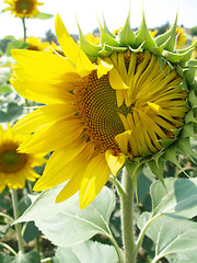 Image showing Blosoming sunflower close-up